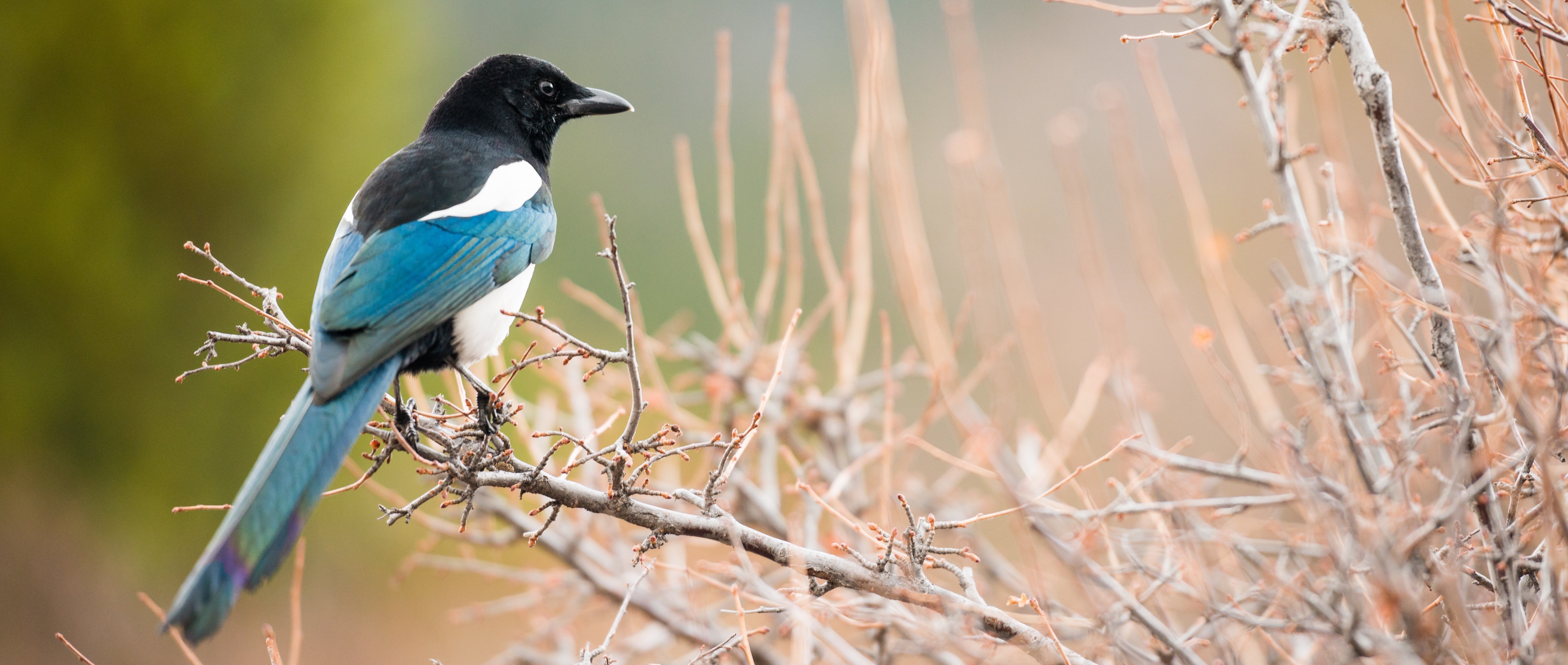 magpie magpie